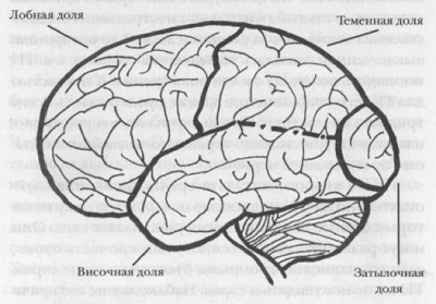 02. Структура неокортекса (новой коры головного мозга).