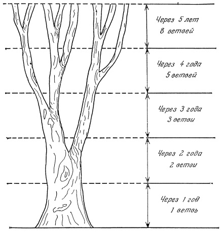 Рис. 1. Дерево Фибоначчи