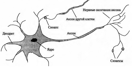Рис. 12. Схема нейрона