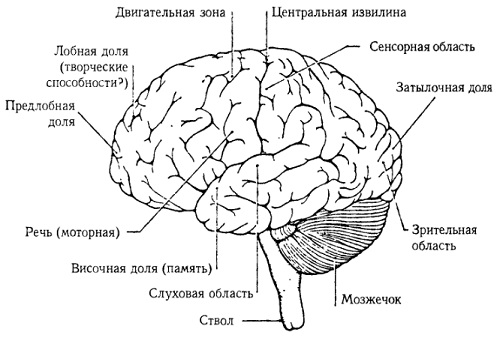 Рис. 13. Человеческий мозг (вид слева)