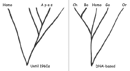 Рис. 4. Изменение представлений о месте рода Homo