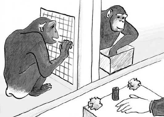 Рис. 5. Просоциальный эксперимент с шимпанзе
